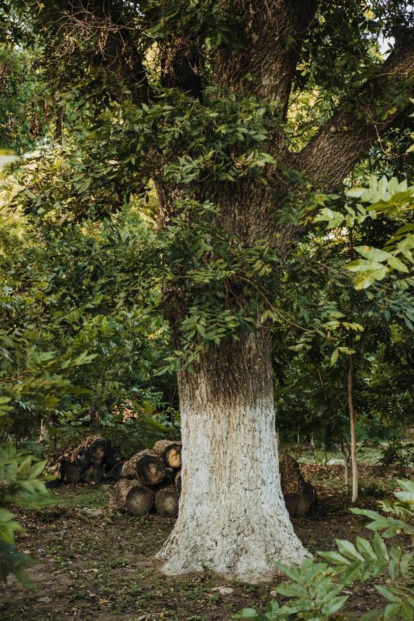 Casa Campestre Las Ruedas Lägenhet Parras de la Fuente Exteriör bild